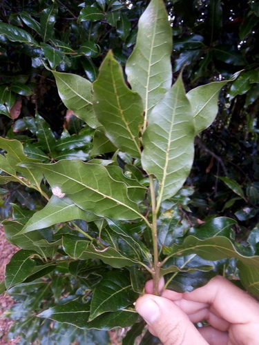 Quercus laurina