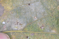 Celticecis cupiformis