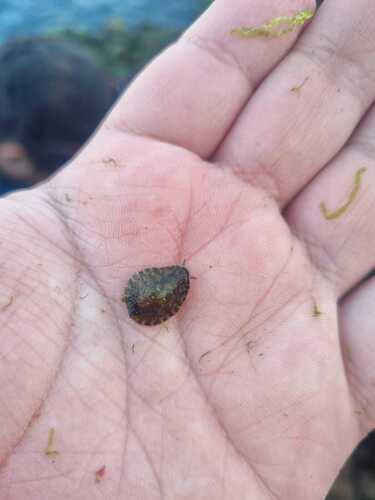 Onchidella marginata