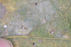 Celticecis cupiformis