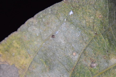 Celticecis cupiformis