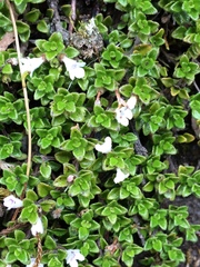 Clinopodium nubigenum