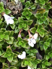 Clinopodium nubigenum