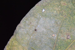 Celticecis cupiformis