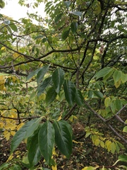 Diospyros duclouxii