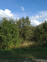 Chamaenerion angustifolium