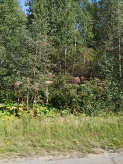 Heracleum sosnowskyi