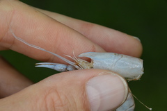 Procambarus albaughi
