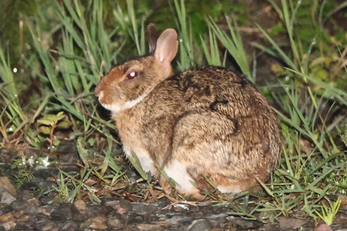 Central American Lowland Forest Cottontail