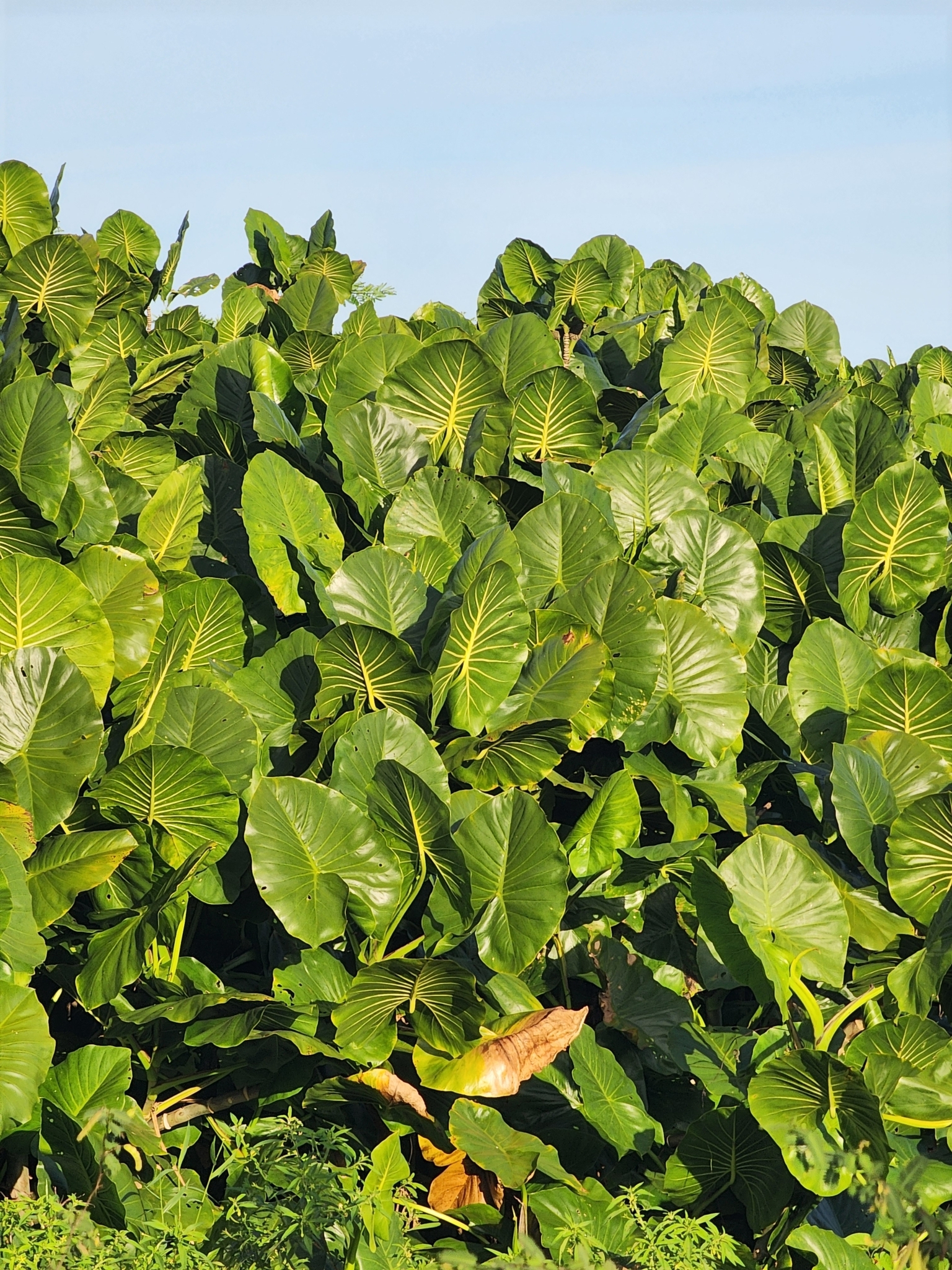 Montrichardia linifera