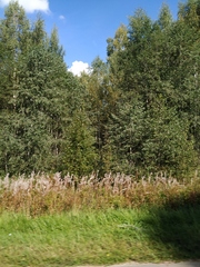 Chamaenerion angustifolium