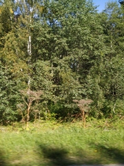 Heracleum sosnowskyi