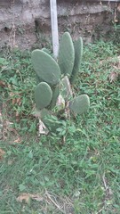 Opuntia