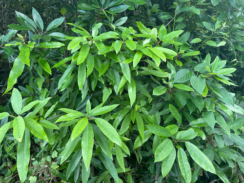 Daphniphyllum teijsmannii, photograph 1