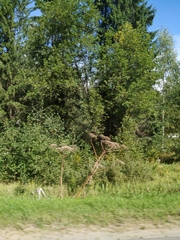 Heracleum sosnowskyi