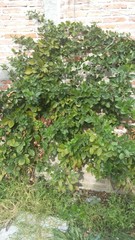 Magnoliopsida