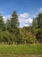 Calamagrostis epigejos