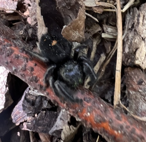 Bold Jumping Spider photographed in Kansas