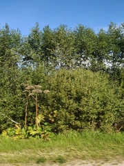 Heracleum sosnowskyi