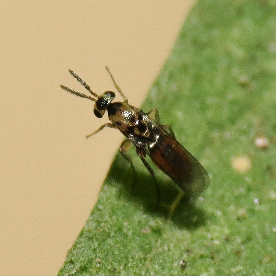 Elasmus polistis