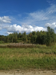 Chamaenerion angustifolium