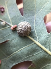 Cynips multipunctata