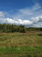 Calamagrostis epigejos