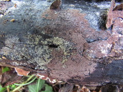 Botryobasidium conspersum