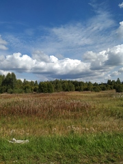 Chamaenerion angustifolium