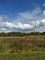 Heracleum sosnowskyi