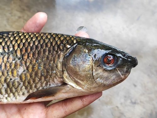 Roho labeo (Labeo rohita) — Cyprinidae — 5