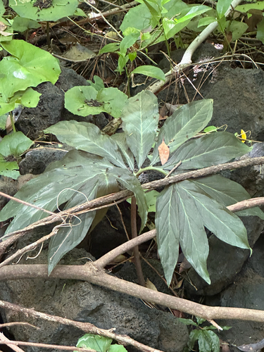 Arisaema thunbergii, photograph 1