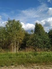 Calamagrostis epigejos