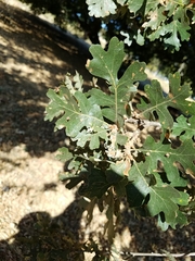Quercus lobata