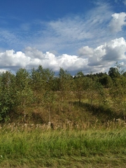 Calamagrostis epigejos