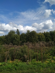 Heracleum sosnowskyi