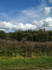 Heracleum sosnowskyi