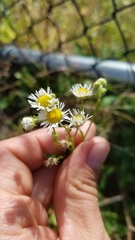 Erigeron strigosus strigosus