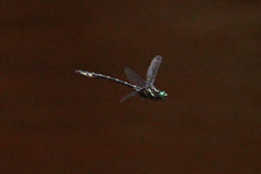 Stylurus spiniceps