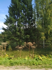 Heracleum sosnowskyi