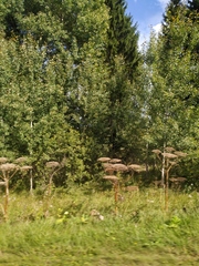 Heracleum sosnowskyi