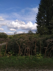 Heracleum sosnowskyi