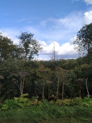 Heracleum sosnowskyi