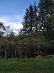 Heracleum sosnowskyi