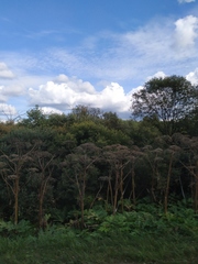 Heracleum sosnowskyi