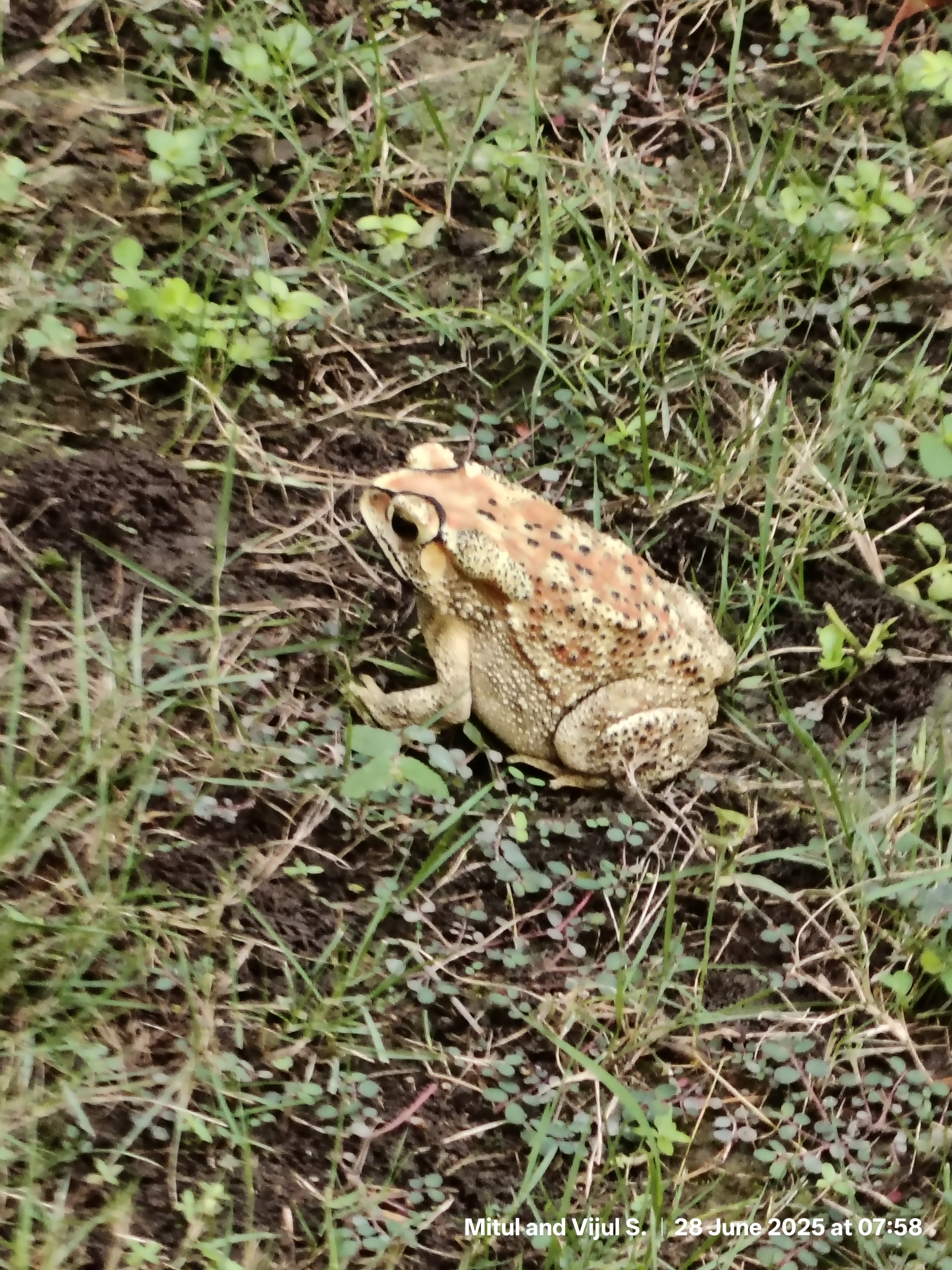 Indian Common True Toad