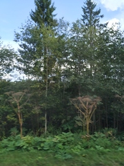 Heracleum sosnowskyi