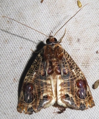 Pilipectus cyclopis