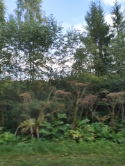 Heracleum sosnowskyi