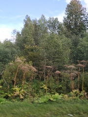 Heracleum sosnowskyi